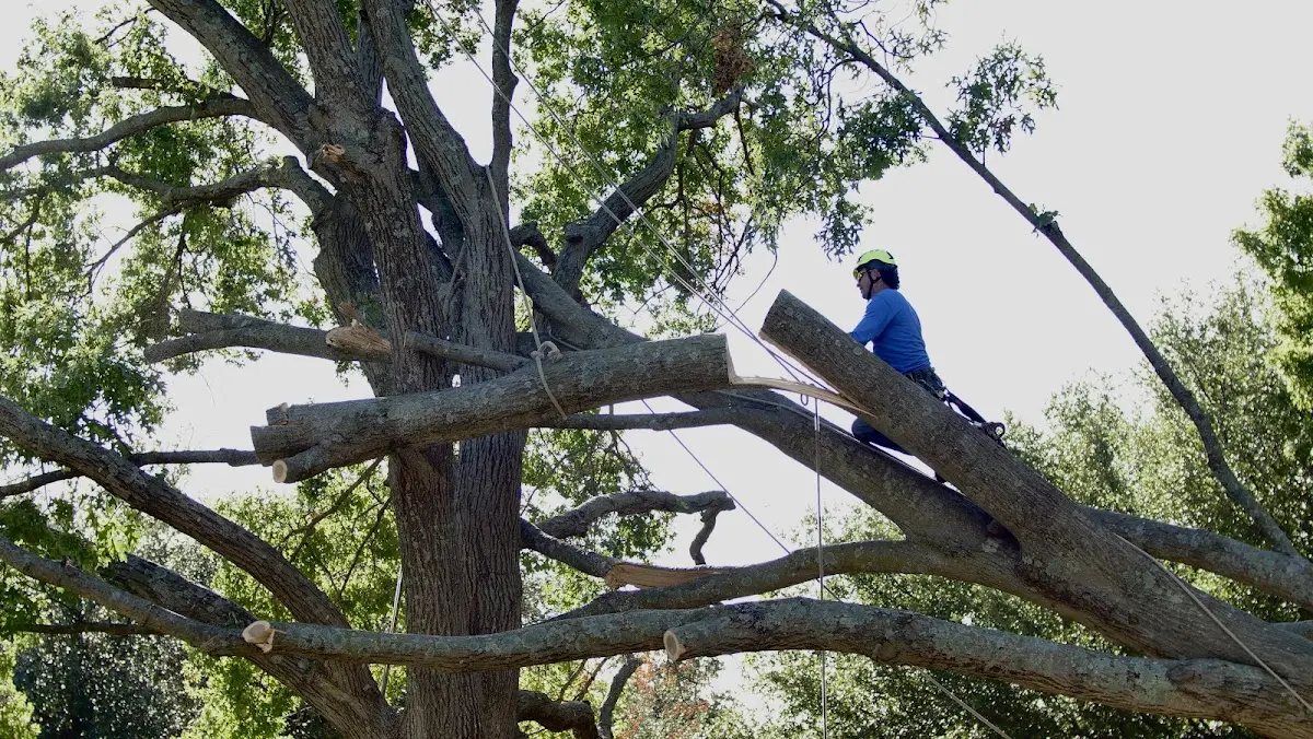 Professional Crown Thinning performed by certified arborists in Peoa