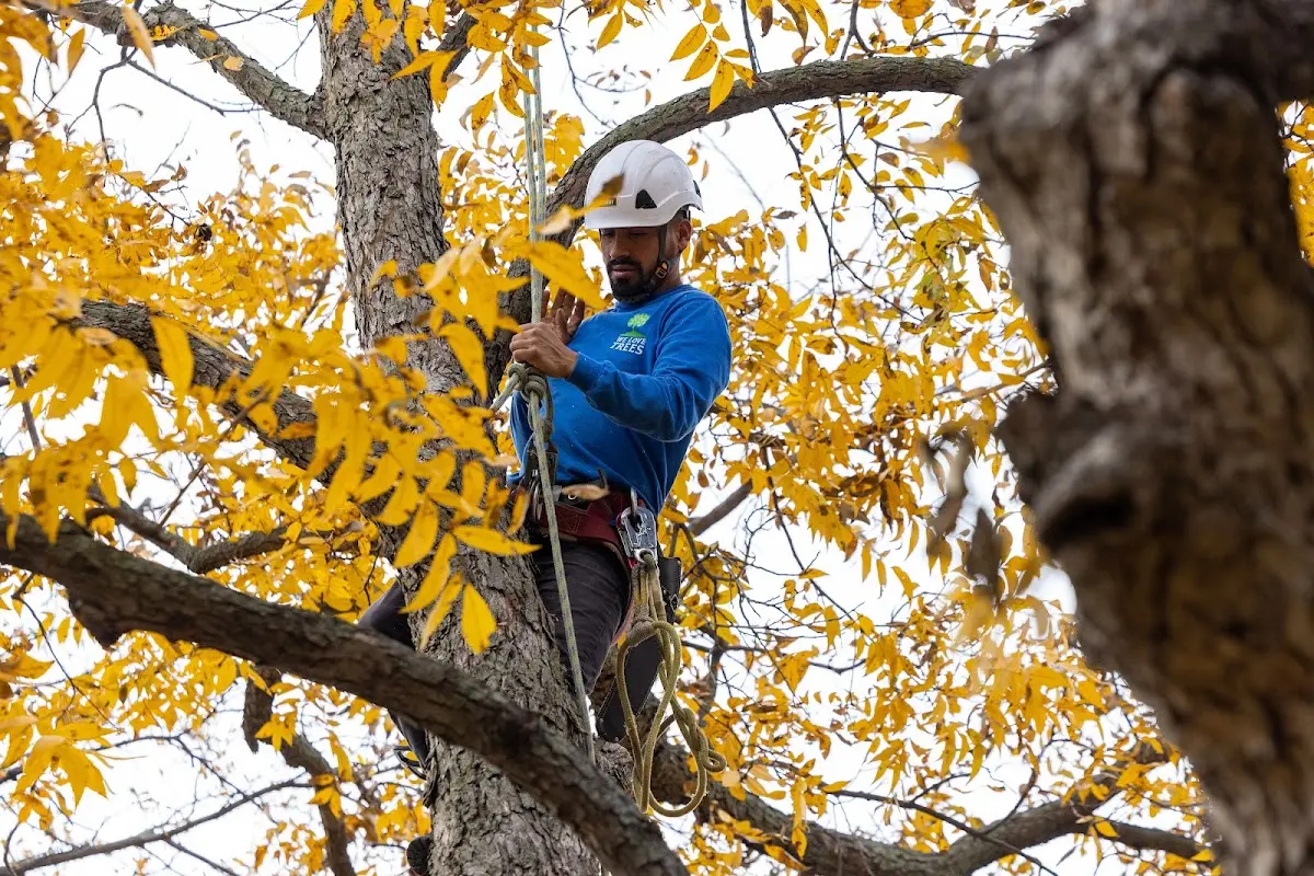 Skilled Tree Planing crew working in Peoa